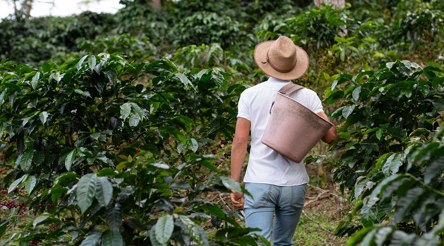 The Cost of Coffee and Tariffs: How Global Trade Affects Your Morning Brew