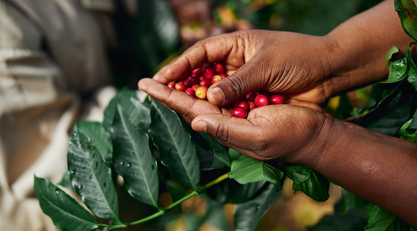 Exploring Ethiopia, the Birthplace of Arabica Coffee